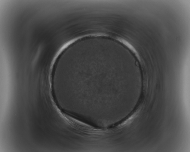 X0000086030935200703301051