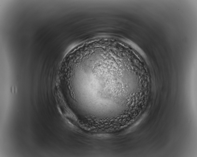 X0000086030953200703301051