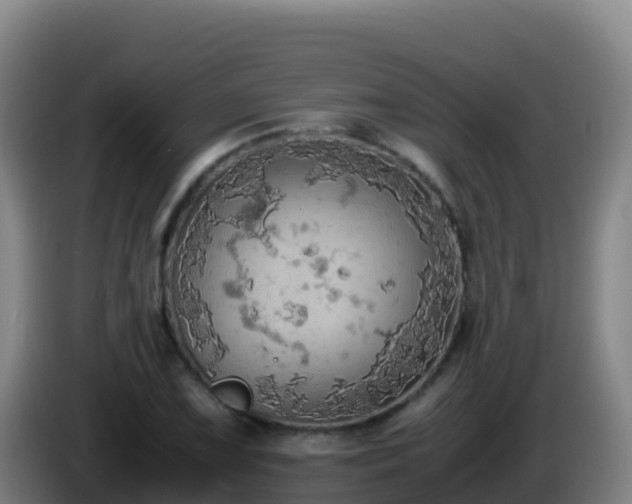 X0000086031075200703301049