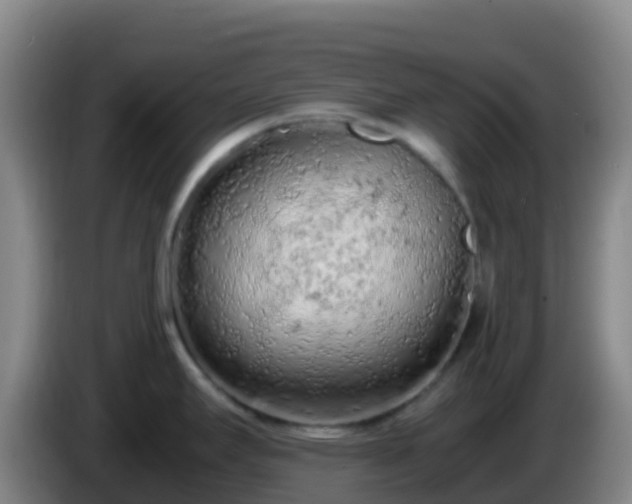 X0000086031295200703301046