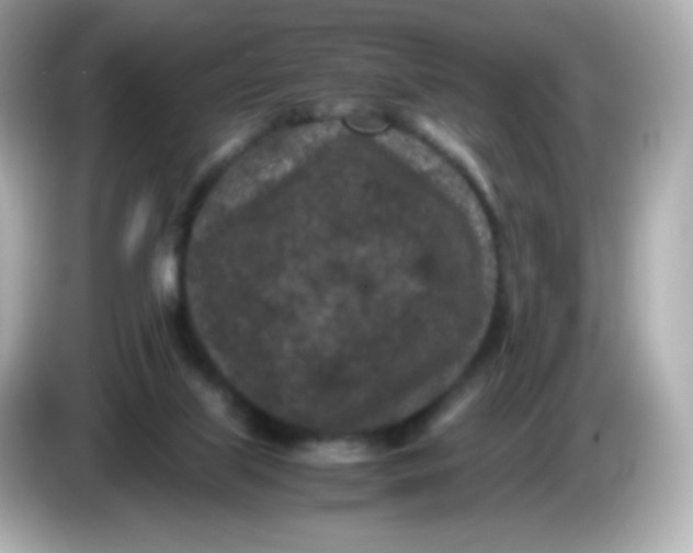 X0000086030067200704091140