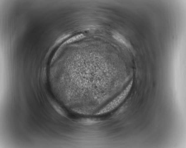 X0000086030250200704091137