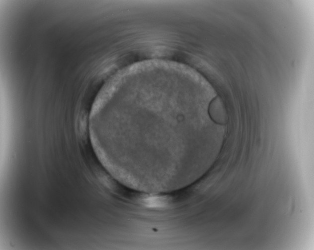 X0000086030336200704091137