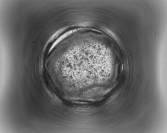 X0000086030532200704091134