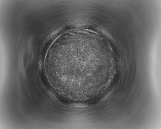 X0000086030644200704091133