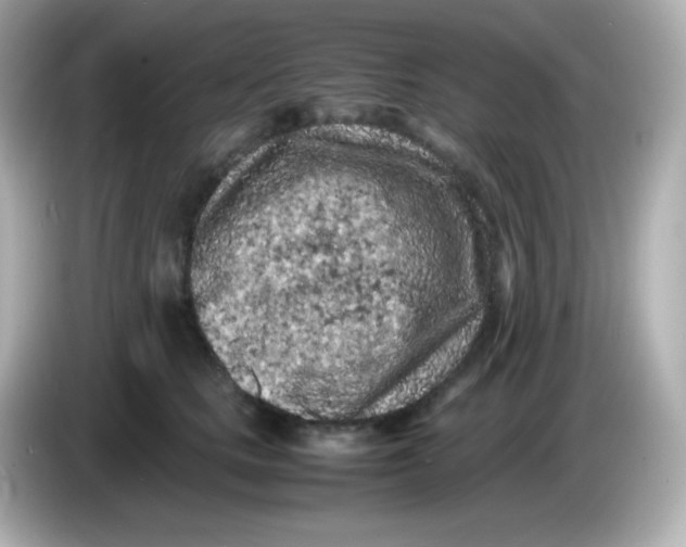 X0000086030661200704091133