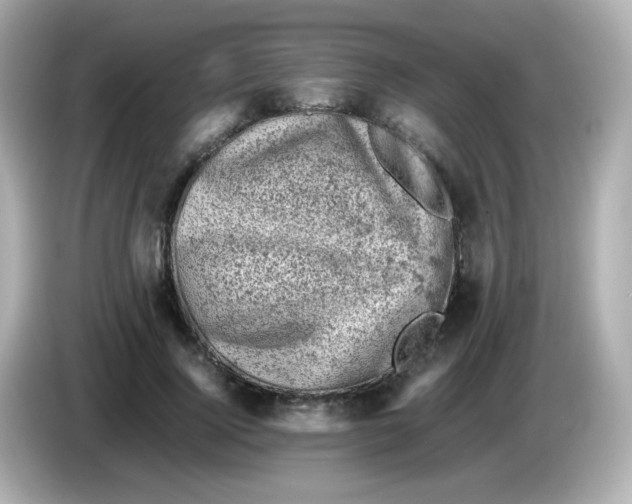 X0000086030740200704091132