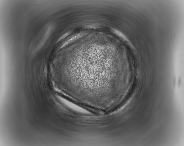 X0000086030825200704091130