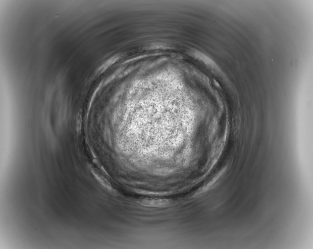 X0000086030833200704091131