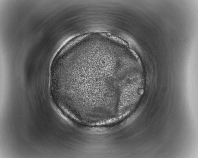 X0000086030844200704091131