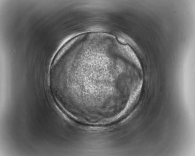 X0000086031236200704091126