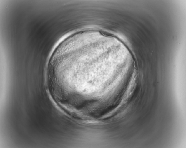 X0000086031295200704091125