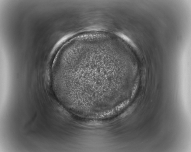 X0000086031358200704091125