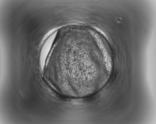 X0000086031363200704091124