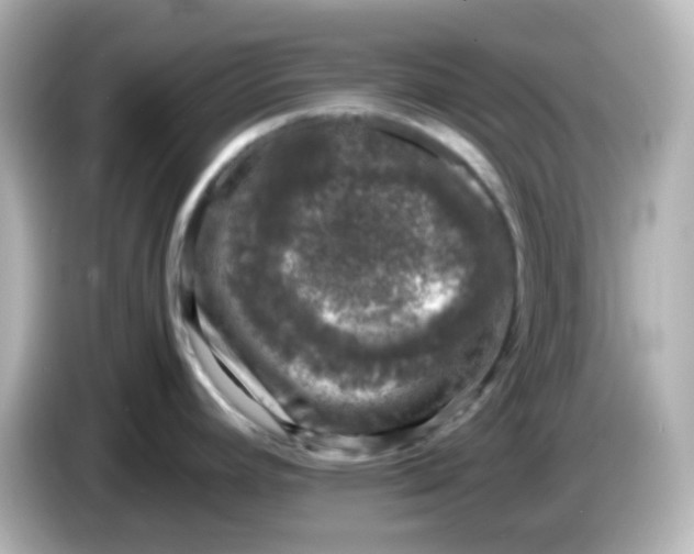 X0000086031392200704091124