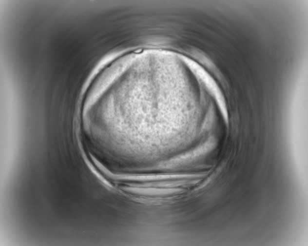 X0000086031432200704091124