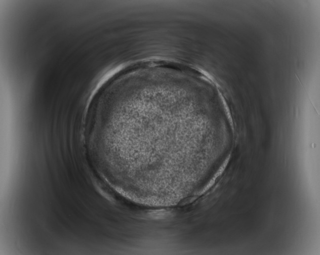 X0000086030050200704131921