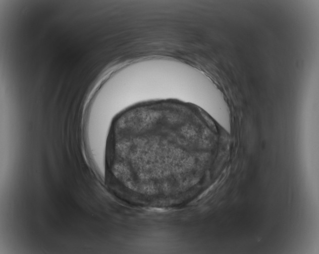 X0000086030195200704131920