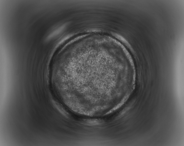 X0000086030439200704131916