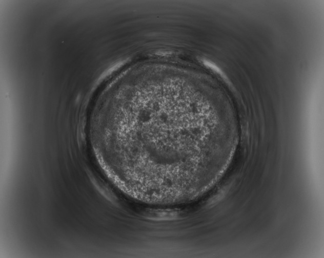 X0000086030443200704131916