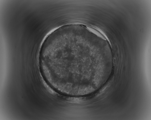 X0000086030995200704131908