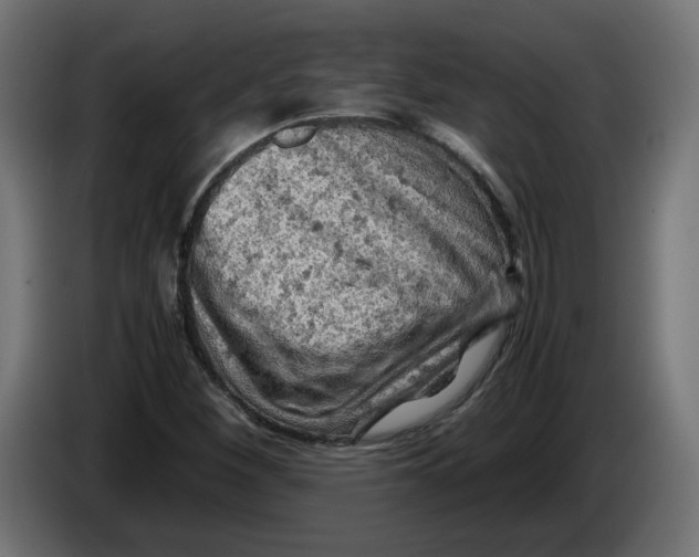 X0000086031260200704131905