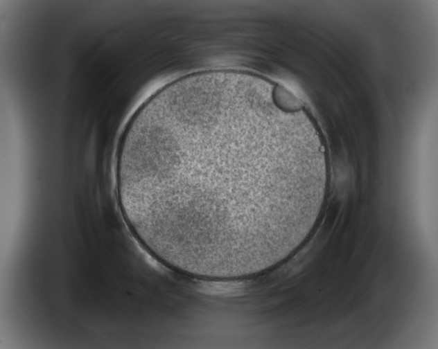 X0000086031294200704131904