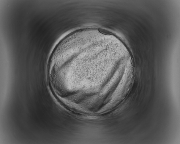 X0000086031295200704131904