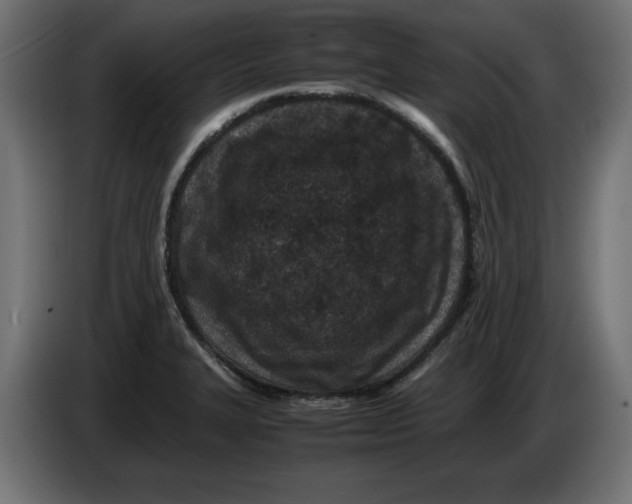 X0000086031327200704131904