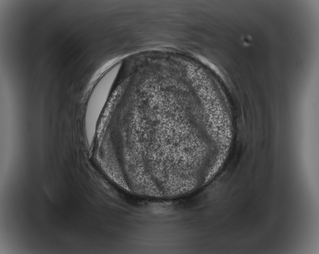 X0000086031363200704131903