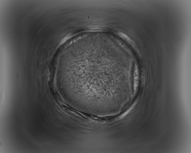 X0000086031449200704131902