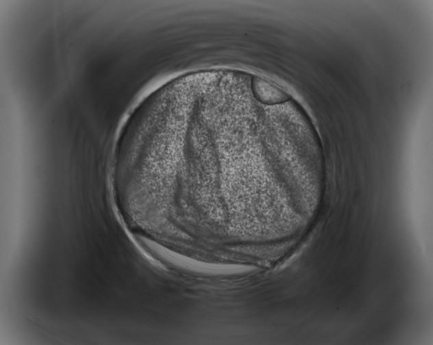 X0000086031525200704131901