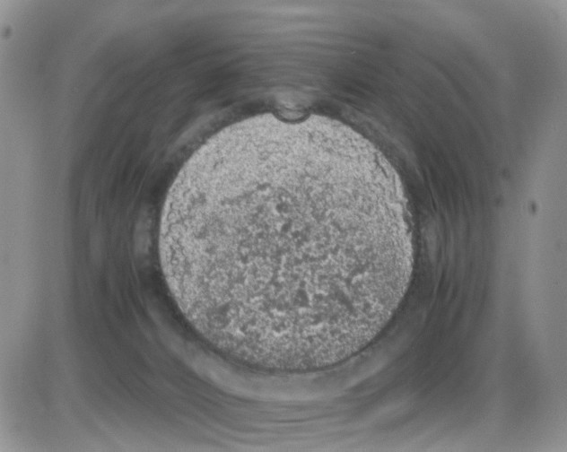 X0000086030032200704201957