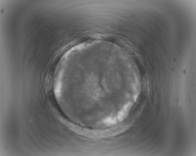 X0000086030043200704201957