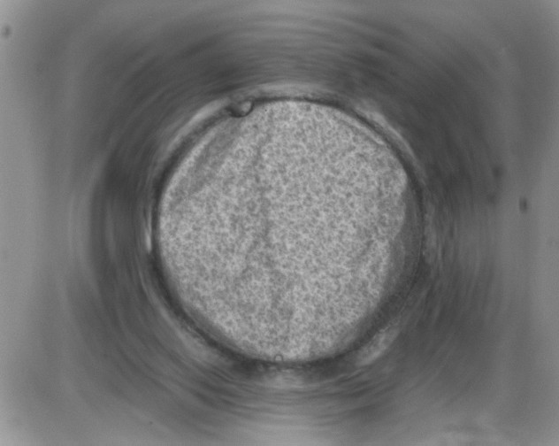 X0000086030062200704201956