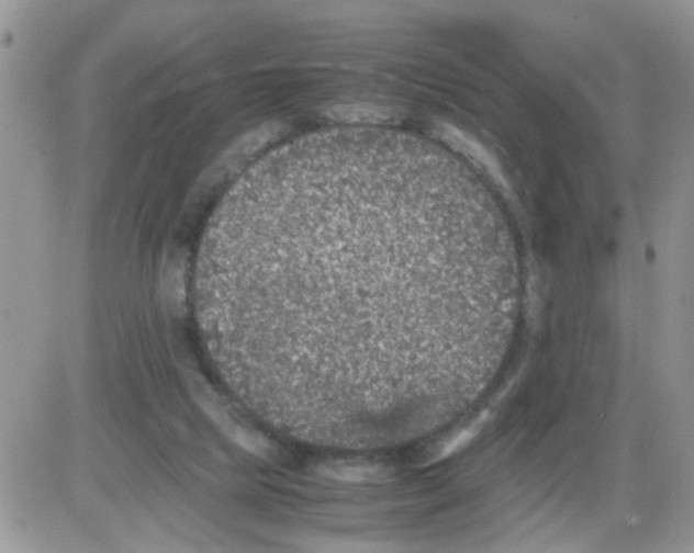 X0000086030065200704201956