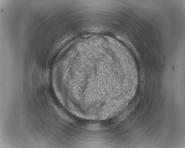 X0000086030066200704201956