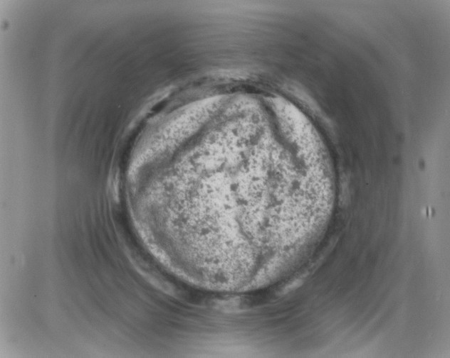 X0000086030068200704201956