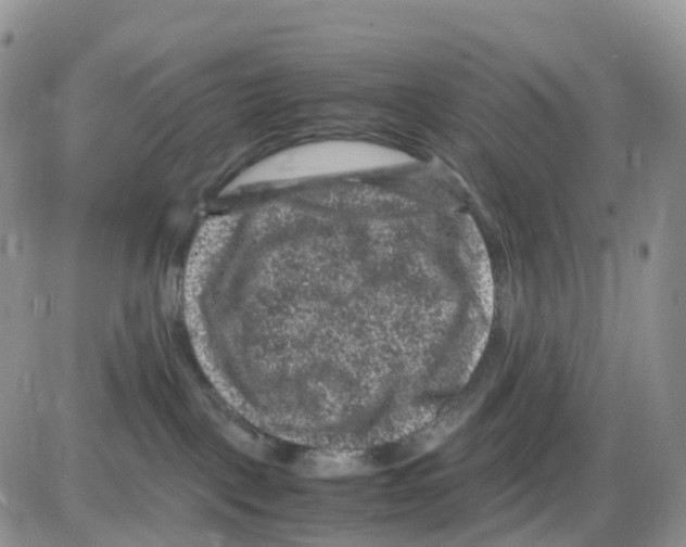 X0000086030093200704201957