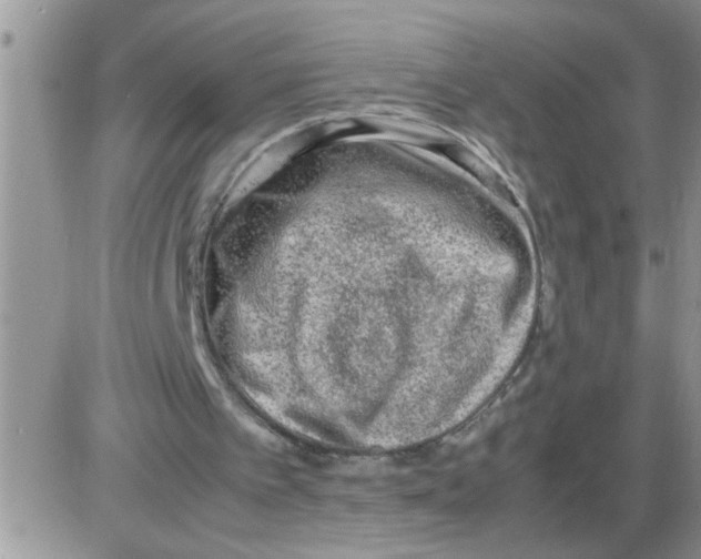 X0000086030097200704201956