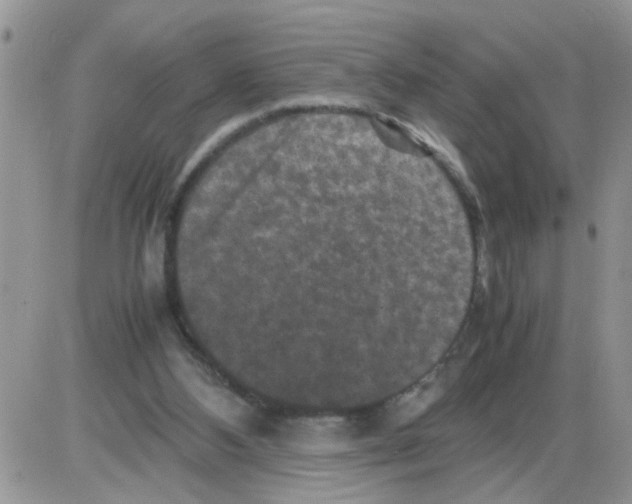 X0000086030108200704201956