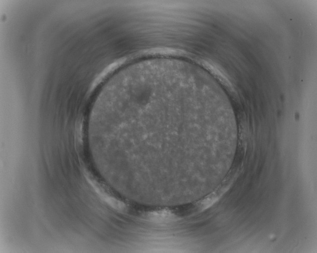 X0000086030112200704201956