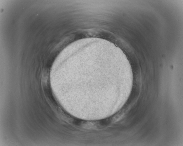 X0000086030129200704201956