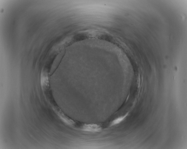 X0000086030137200704201955