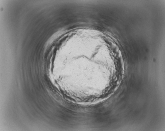 X0000086030149200704201955