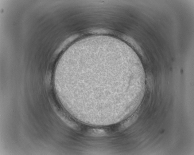 X0000086030159200704201955