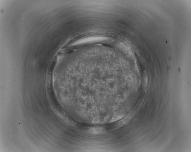 X0000086030168200704201955