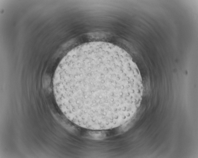 X0000086030187200704201955