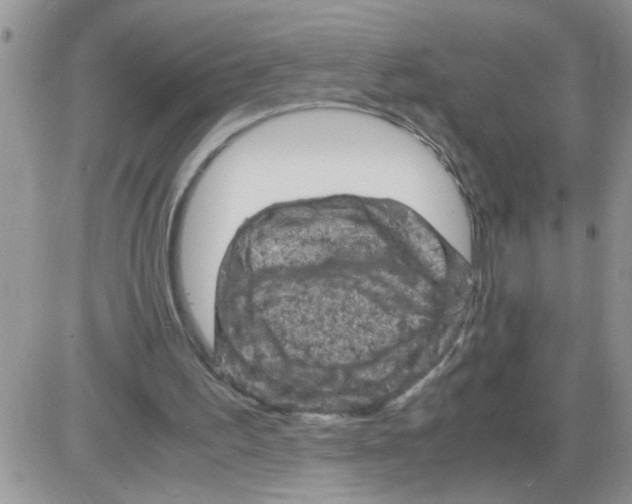 X0000086030195200704201954