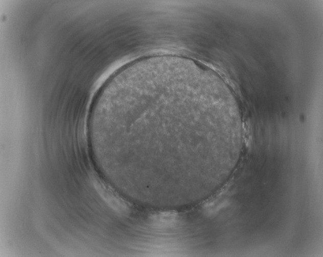 X0000086030196200704201954